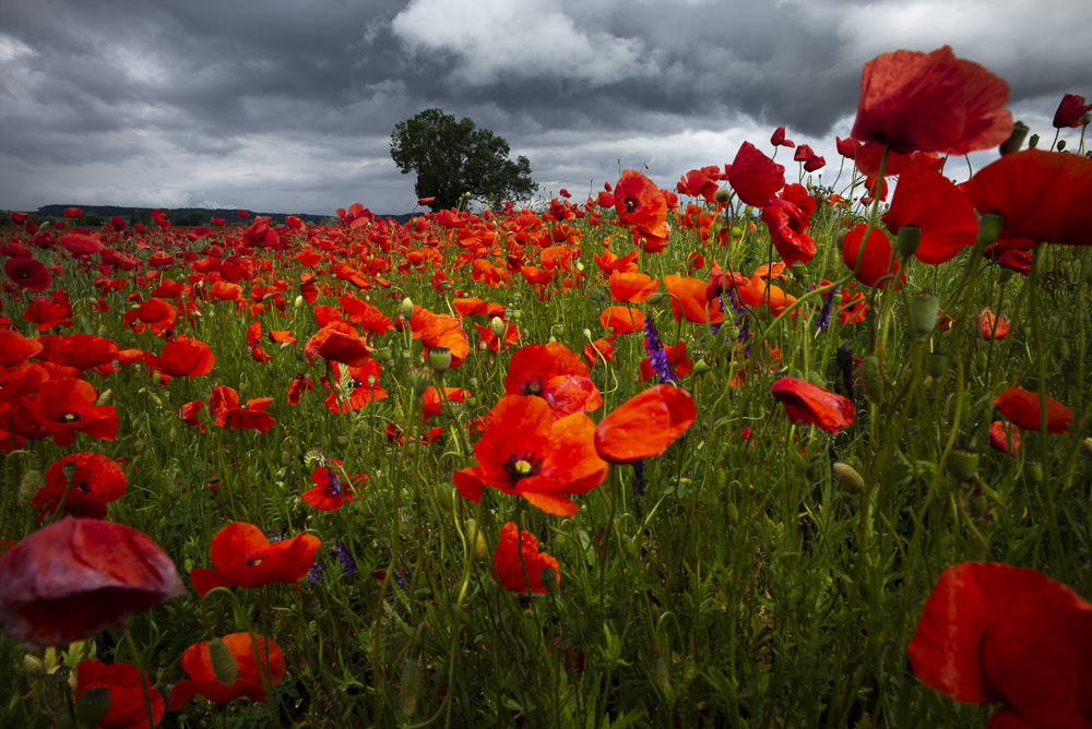 Platz 10 Michael Mayer